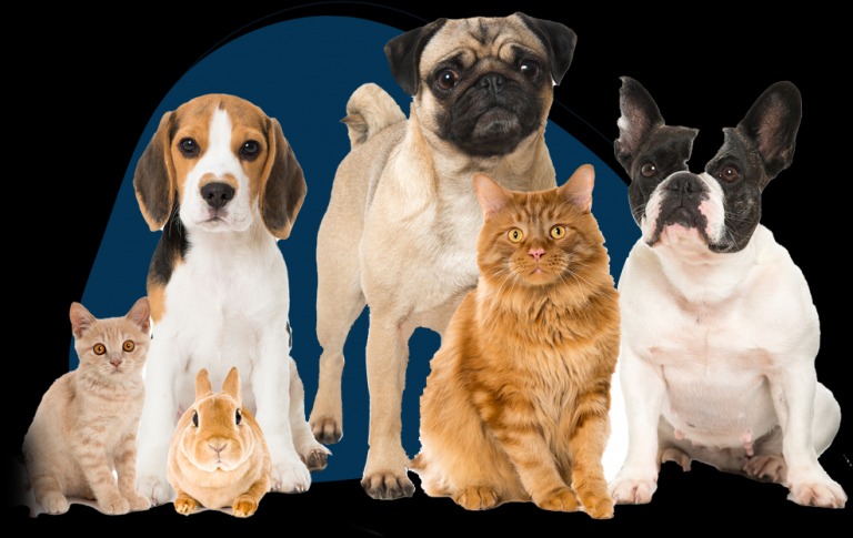 The Role Of Grooming In Pet Behavior And Well-Being